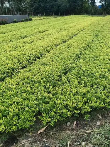 mile·米乐m6：23寸网球拍尺寸标准图